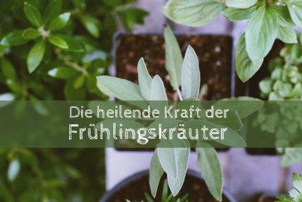 DIE HEILENDE KRAFT DER FRÜHLINGSKRÄUTER